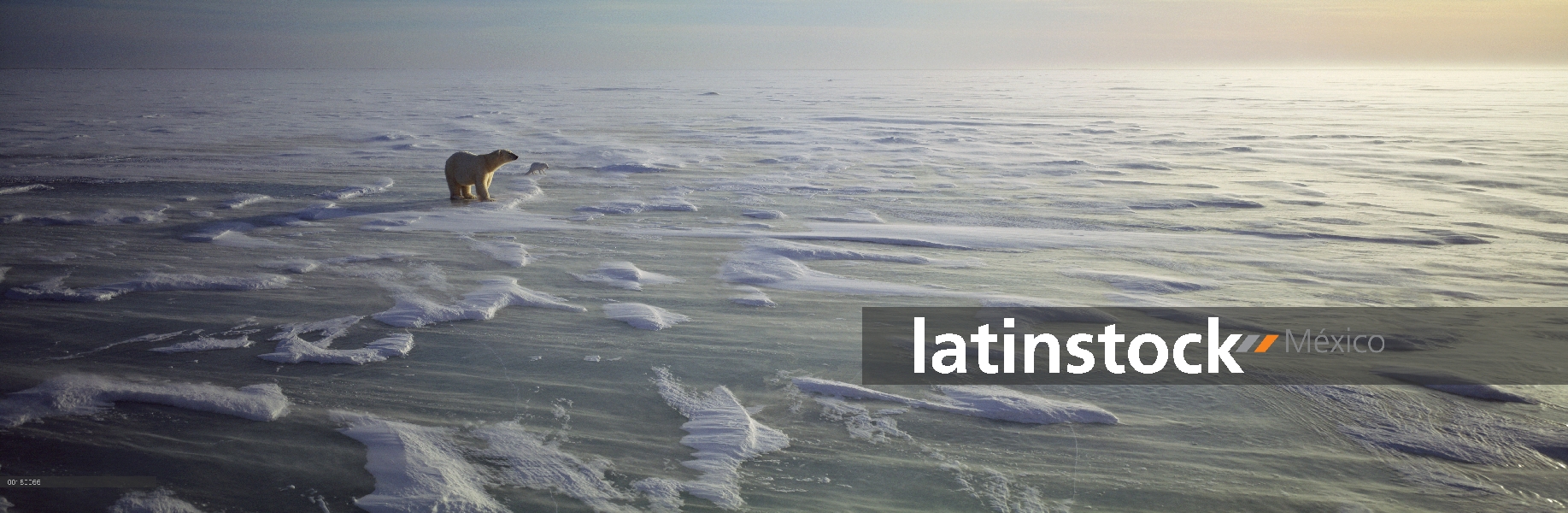 Oso polar (Ursus maritimus) y el zorro ártico (Alopex lagopus) en campo de hielo, Bahía de Hudson, C