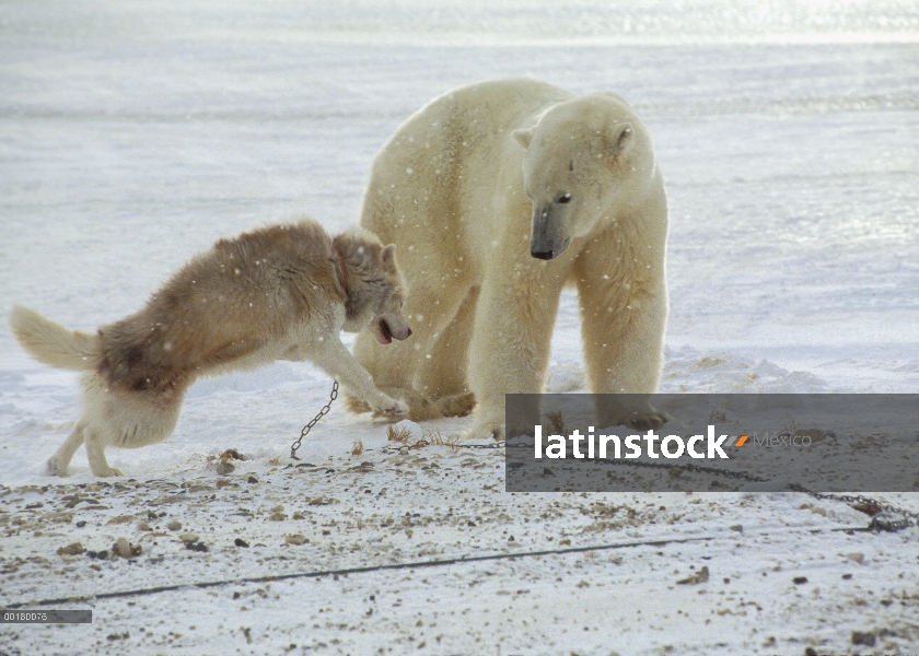 Oso polar (Ursus maritimus) investigando encadenado perro de trineo, Churchill, Manitoba, Canadá