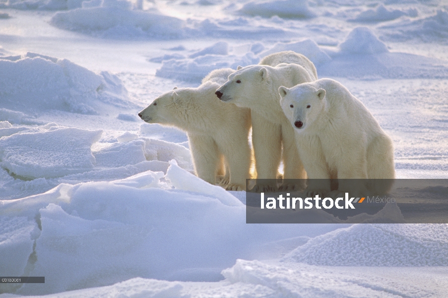 Madre oso polar (Ursus maritimus) y dos cachorros de un año sentado en el campo de hielo, Churchill,