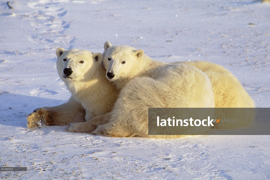 Oso polar (Ursus maritimus) madre y cachorro descansando en campo de hielo, Churchill, Manitoba, Can