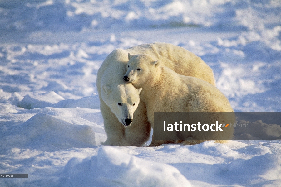 Oso polar (Ursus maritimus) madre y cachorro descansando en campo de hielo, Churchill, Manitoba, Can