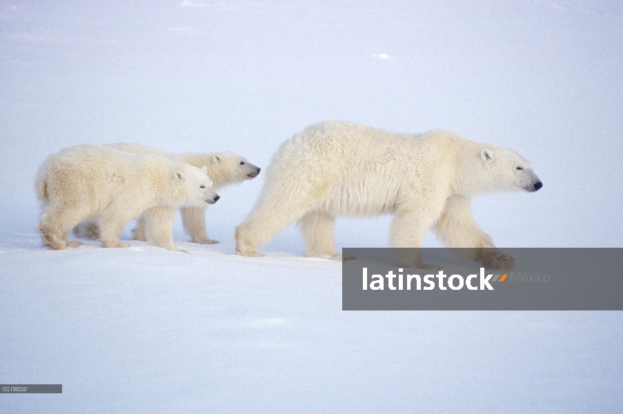 Madre oso polar (Ursus maritimus) y dos cachorros cruce de campo de hielo, Churchill, Manitoba, Cana