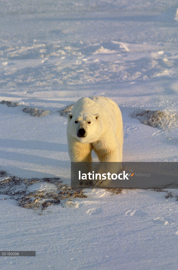 Oso polar (Ursus maritimus) adulto caminando hacia cámara de campo de hielo, Churchill, Manitoba, Ca