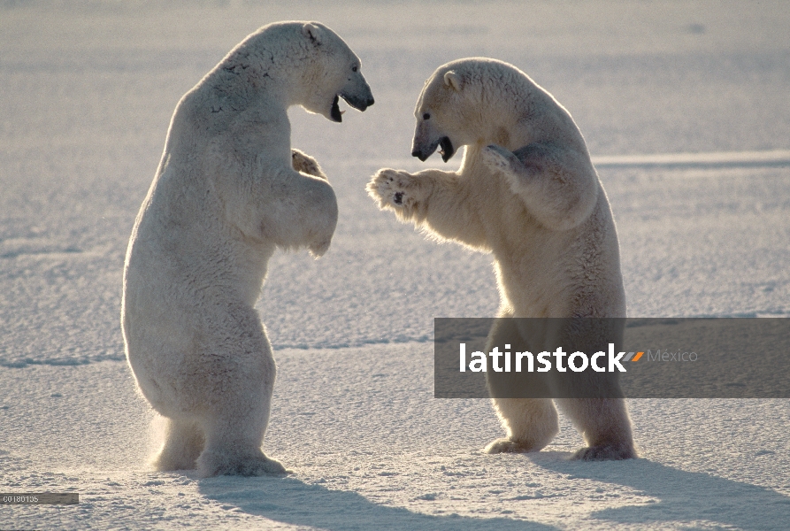 Oso polar (Ursus maritimus) par de machos peleando, Churchill, Manitoba, Canadá