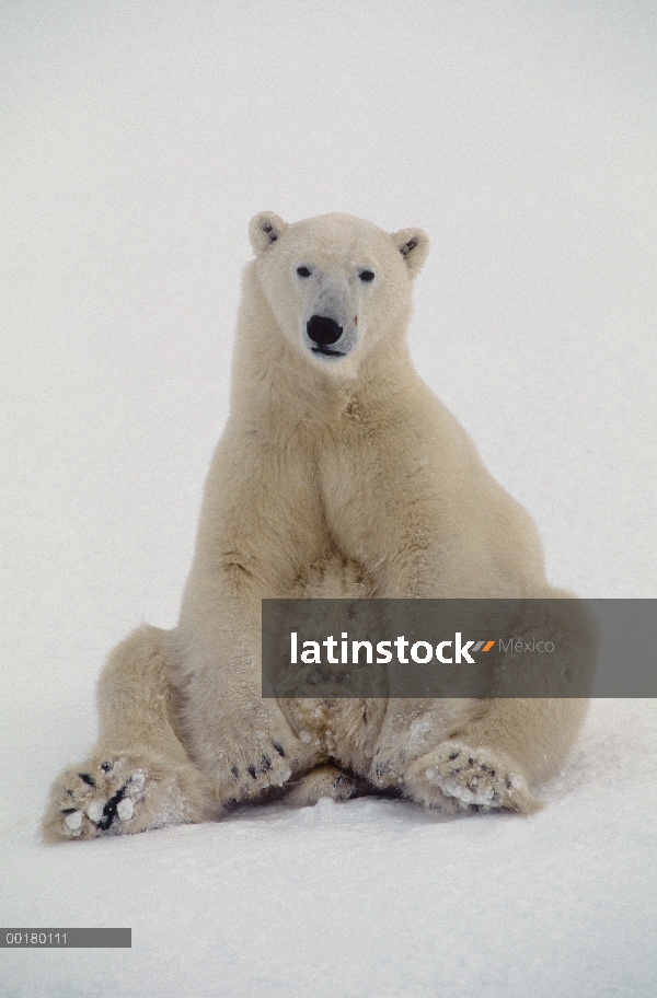 Oso polar (Ursus maritimus) sentado, Churchill, Manitoba, Canadá