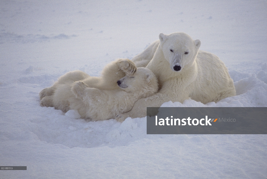 Oso polar (Ursus maritimus) madre descansando con cub en nieve, Churchill, Manitoba, Canadá