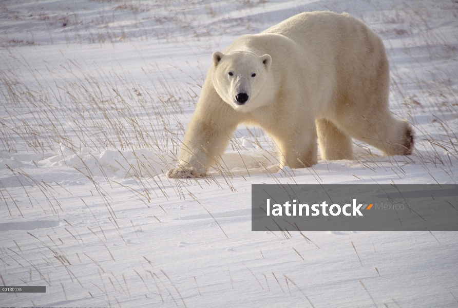 Adulto de oso polar (Ursus maritimus) caminando por la nieve, Churchill, Manitoba, Canadá