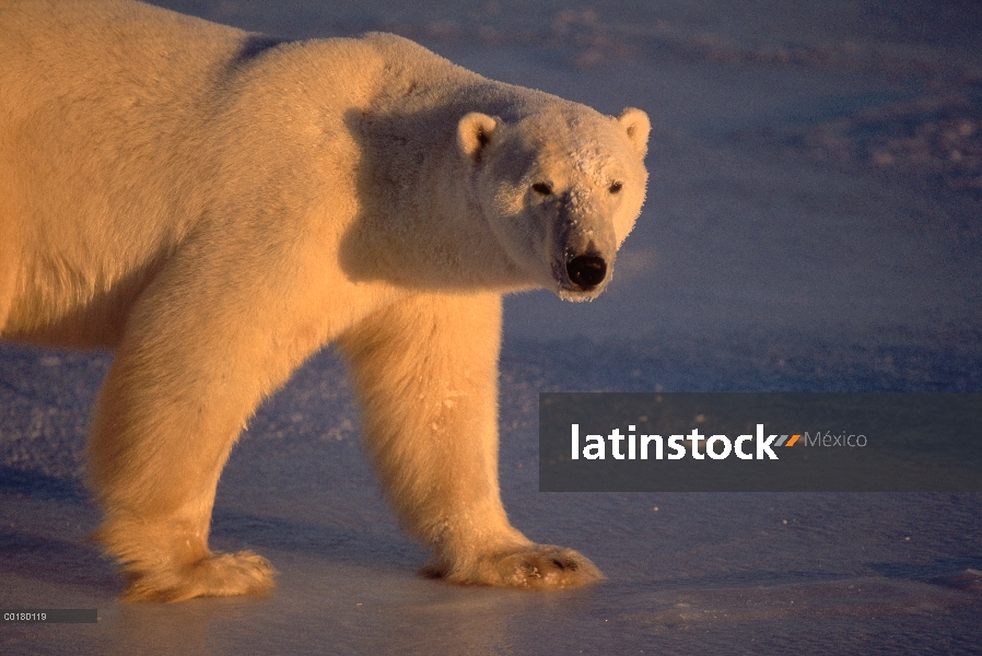 Retrato de adultos de oso polar (Ursus maritimus), Churchill, Manitoba, Canadá