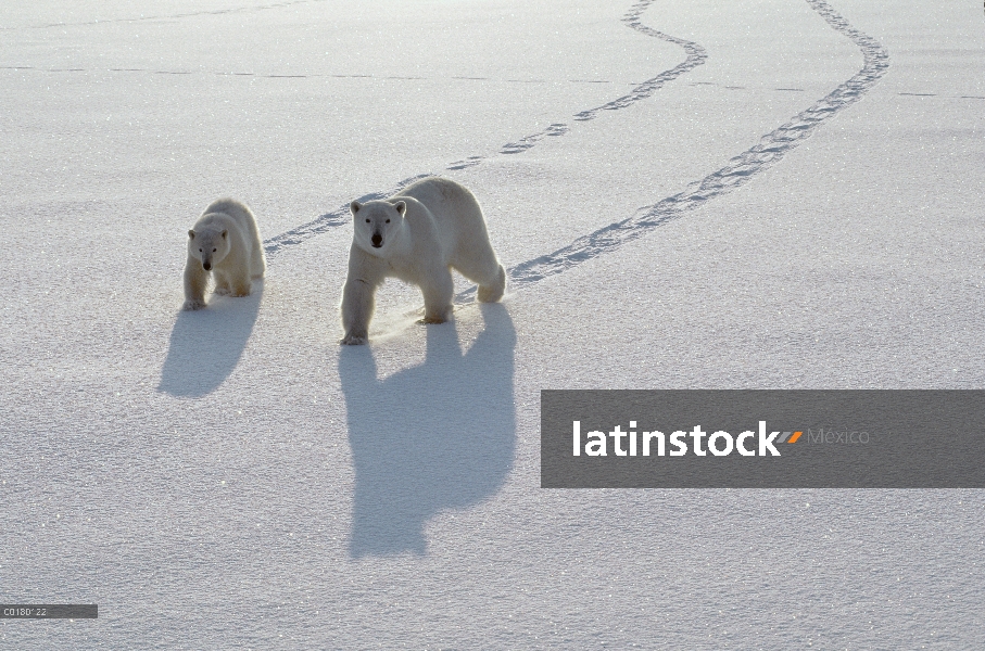 Oso polar (Ursus maritimus) madre y cachorro cruce de campo de hielo, Churchill, Manitoba, Canadá