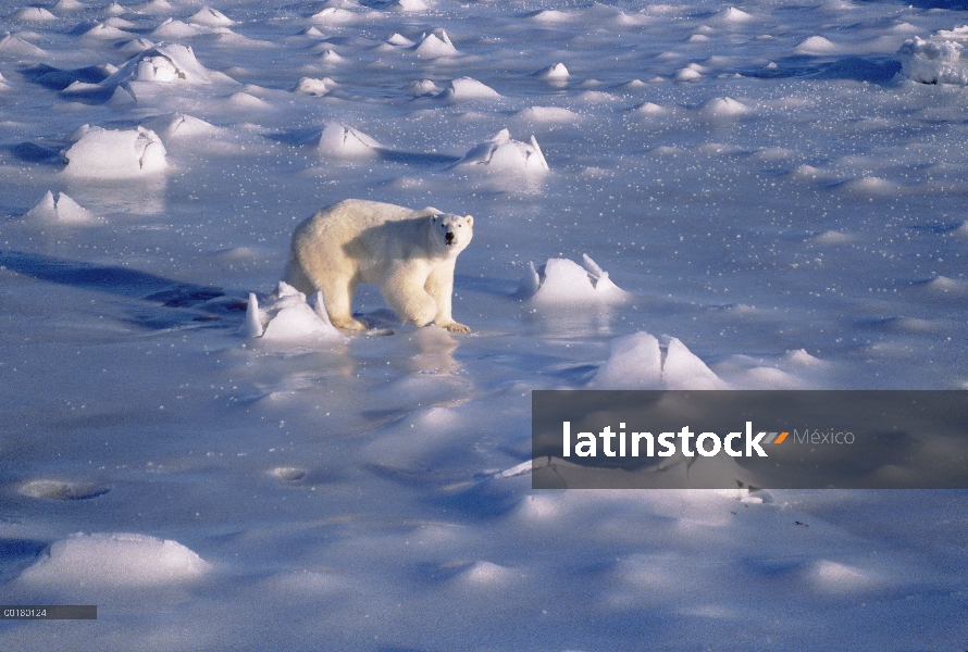 Pie adulto oso polar (Ursus maritimus) en el campo de hielo, Churchill, Manitoba, Canadá