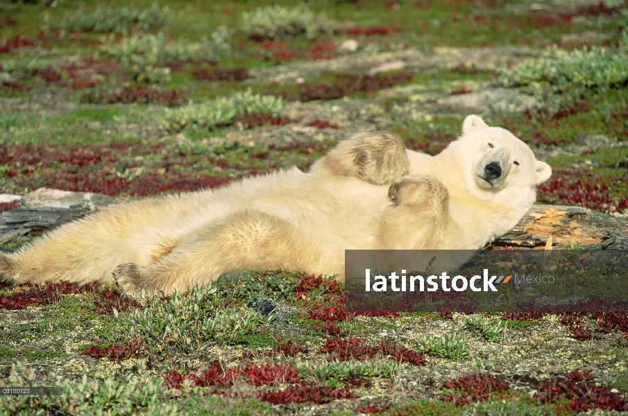 Oso polar (Ursus maritimus) descansar cerca de Churchill, Manitoba, Canadá