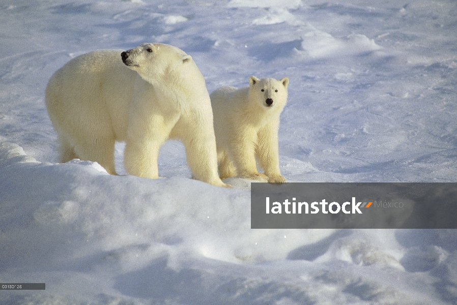 Madre oso polar (Ursus maritimus) y el cub sobre campo de hielo, Churchill, Manitoba, Canadá