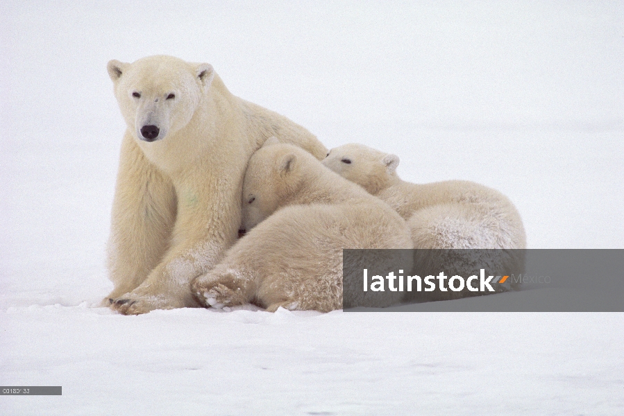 Oso polar (Ursus maritimus) madre y cachorros, Churchill, Manitoba, Canadá