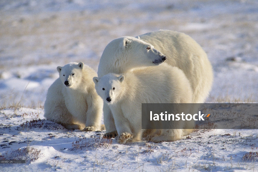 Oso polar (Ursus maritimus) madre y cachorros, Churchill, Manitoba, Canadá