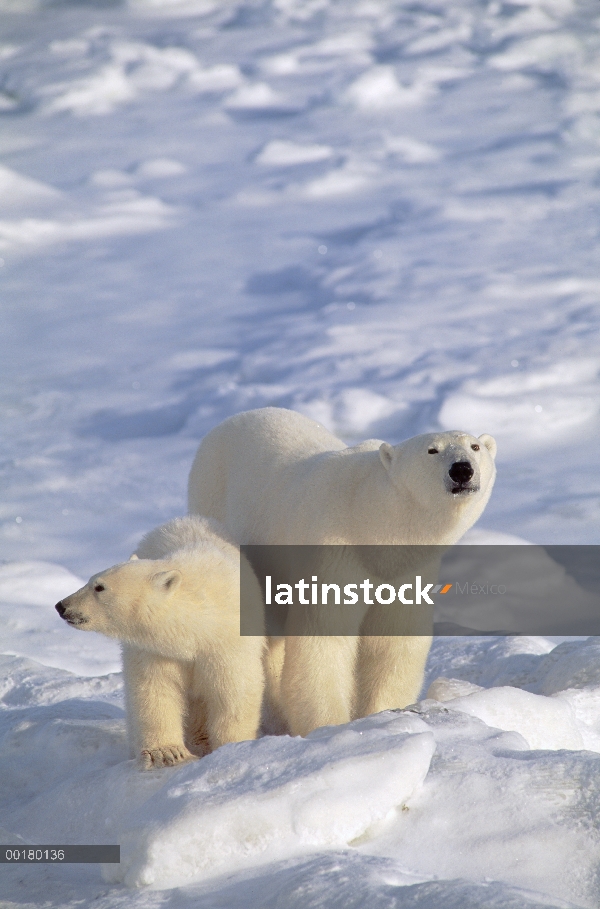 Oso polar (Ursus maritimus) madre y cachorro, Churchill, Manitoba, Canadá