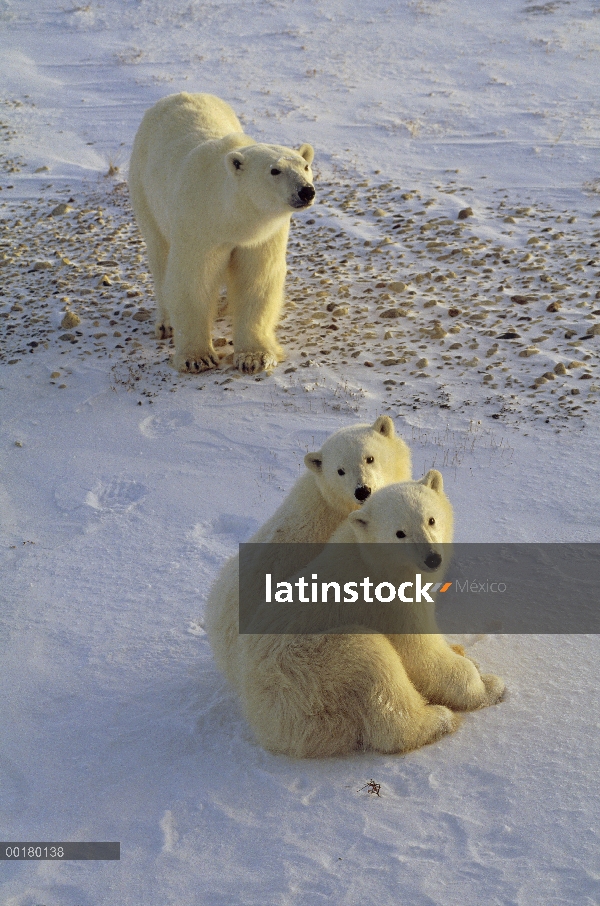 Madre oso polar (Ursus maritimus) con dos cachorros, Churchill, Manitoba, Canadá