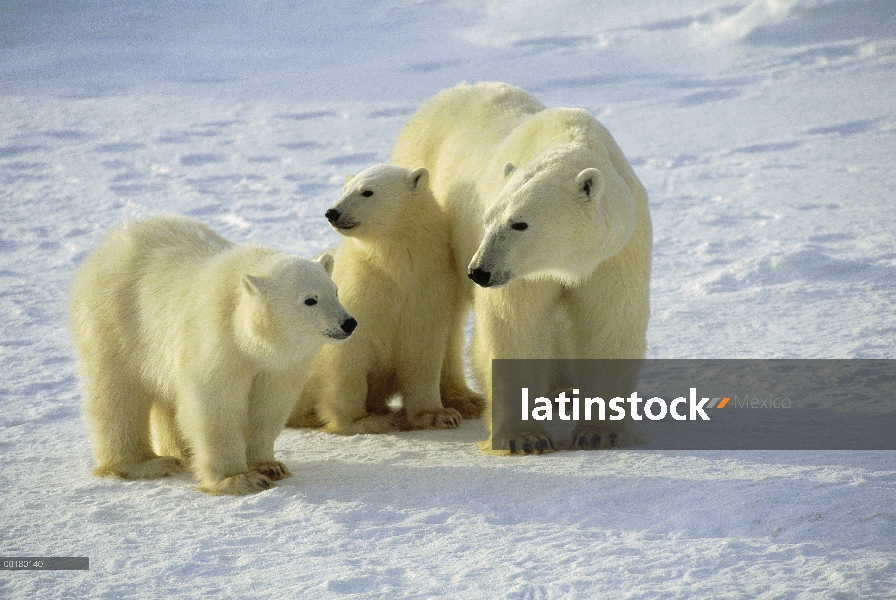 Oso polar (Ursus maritimus) y cachorros, cerca de Churchill, Manitoba, Canadá