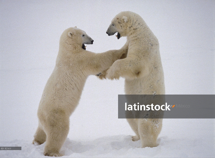 Oso polar (Ursus maritimus) par combate, cerca de Churchill, Manitoba, Canadá