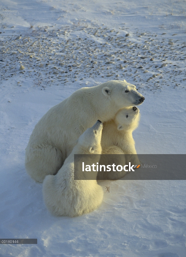 Oso polar (Ursus maritimus) madre y dos cachorros, Churchill, Manitoba, Canadá