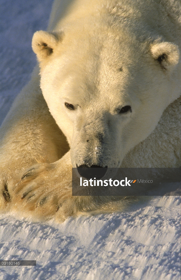 Oso polar (Ursus maritimus) adulto en reposo, el Parque Nacional Wapusk, Churchill, Manitoba, Canadá