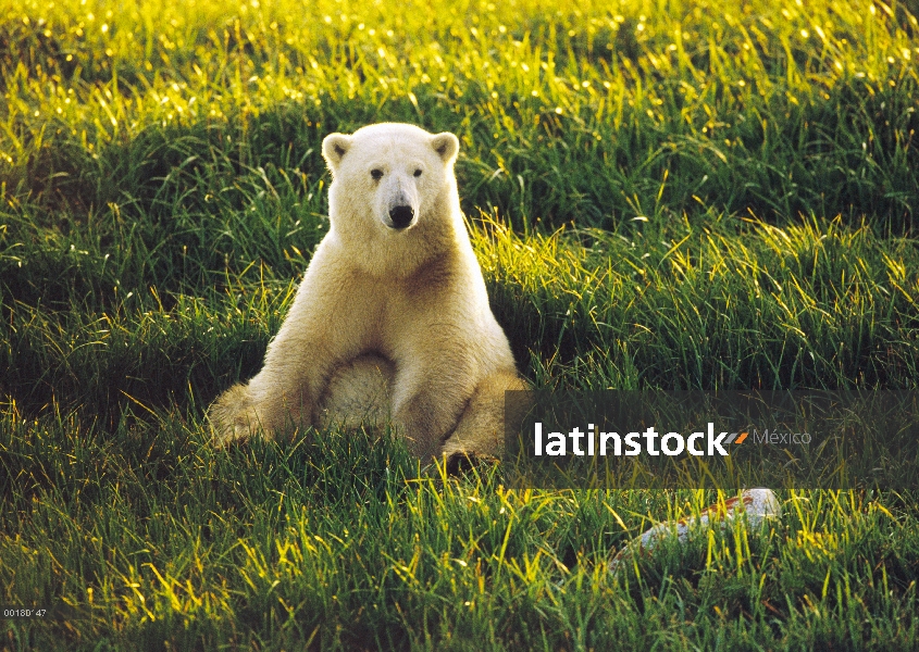 Cachorro de oso polar (Ursus maritimus) sentado entre los pastos de primavera, Churchill, Manitoba, 