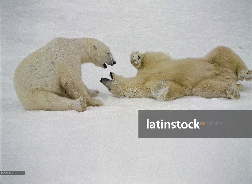 Oso polar (Ursus maritimus) par jugar en la nieve cerca de Churchill, Manitoba, Canadá