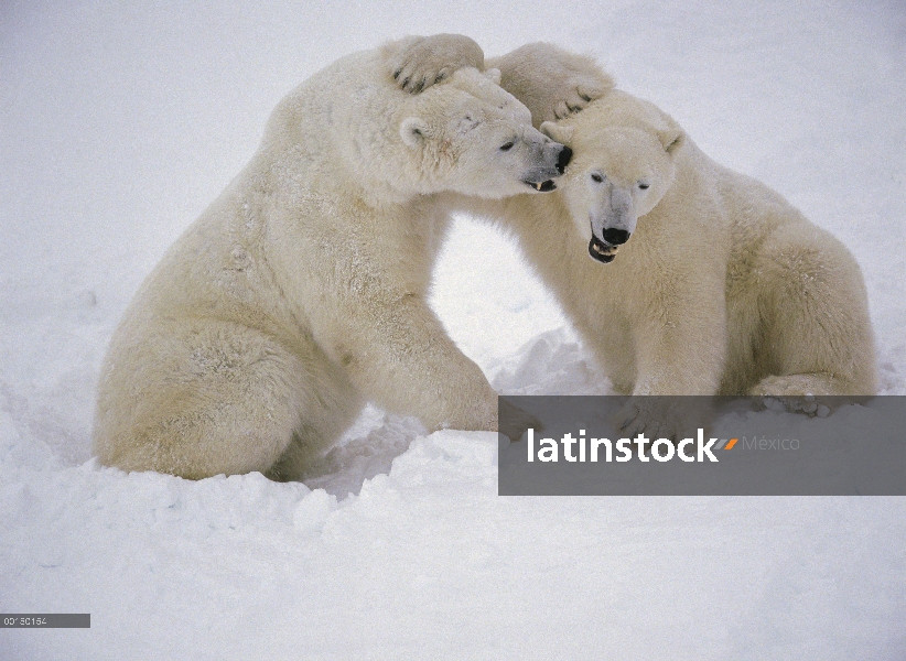 Oso polar (Ursus maritimus) par lucha, Churchill, Manitoba, Canadá