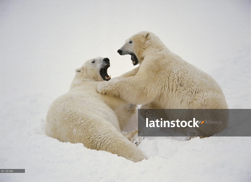 Oso polar (Ursus maritimus) par jugar, cerca de Churchill, Manitoba, Canadá