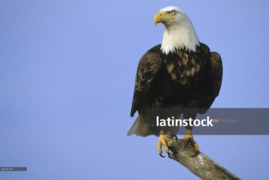 Águila calva (Haliaeetus leucocephalus) adulto percha en snag, América del norte