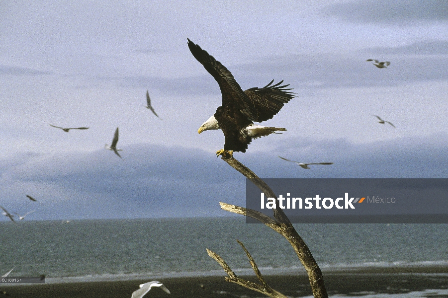 Águila calva (Haliaeetus leucocephalus) equilibrio en snag, sureste de Alaska