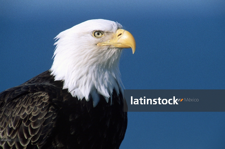 Retrato de águila calva (Haliaeetus leucocephalus), sureste de Alaska