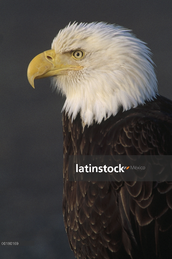 Retrato adulto de águila calva (Haliaeetus leucocephalus), América del norte