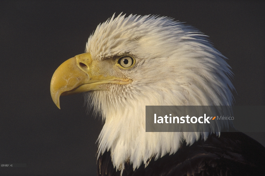 Retrato adulto de águila calva (Haliaeetus leucocephalus), América del norte