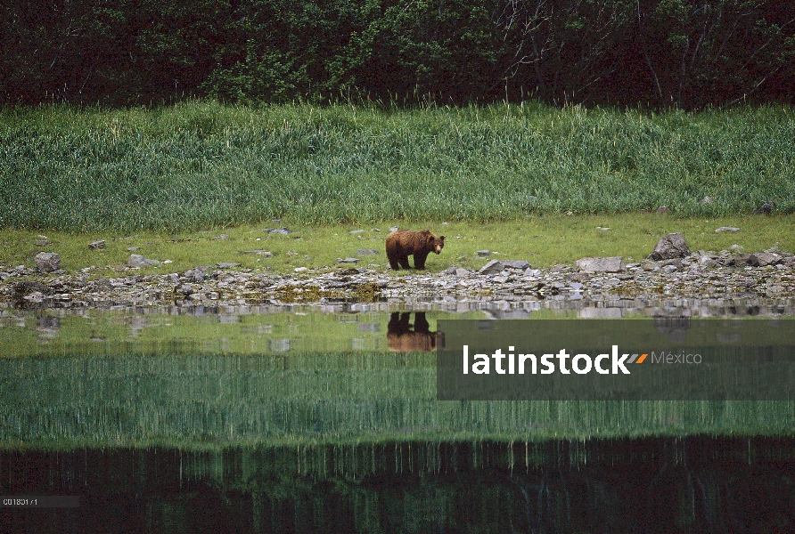 Oso Grizzly (Ursus arctos horribilis) en la orilla del río, Alaska