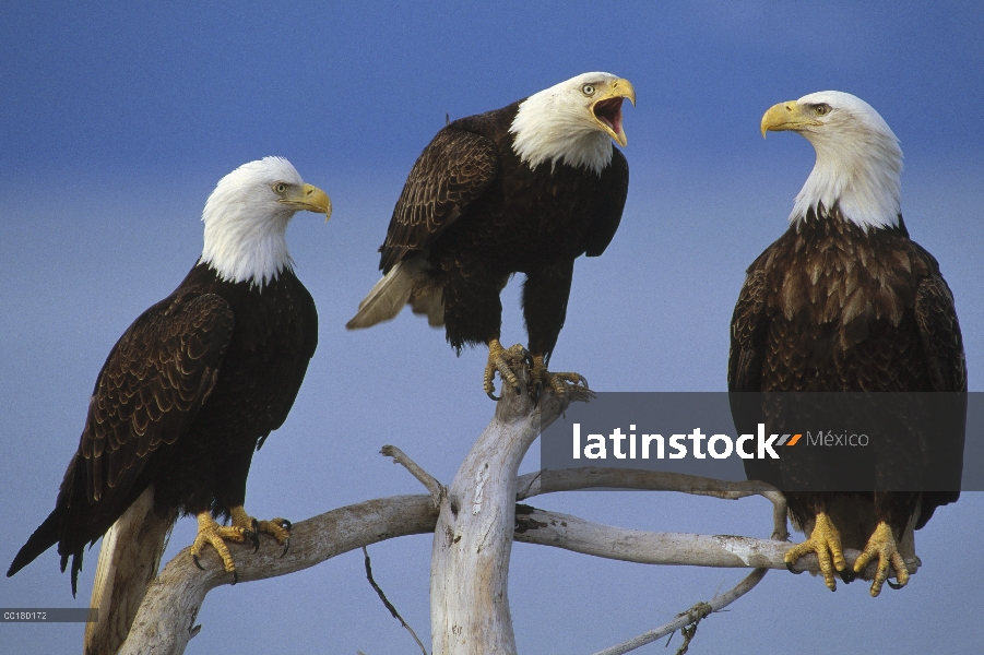 Águila calva (Haliaeetus leucocephalus) adultos en ganchos, América del norte