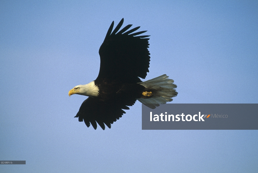 Águila calva (Haliaeetus leucocephalus) volando, América del norte