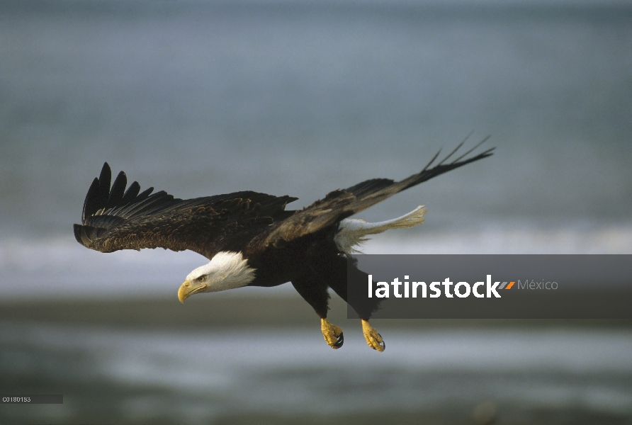 Águila calva (Haliaeetus leucocephalus), vuelo, Alaska