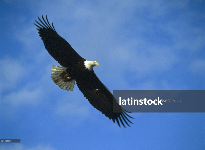 Águila calva (Haliaeetus leucocephalus), vuelo, Alaska