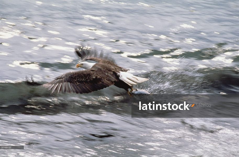 Águila calva (Haliaeetus leucocephalus) despegando del agua con peces en garras, Alaska