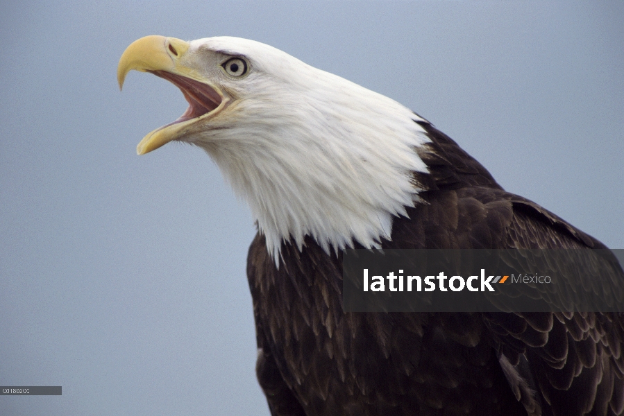 Águila calva (Haliaeetus leucocephalus) llamar, sureste de Alaska