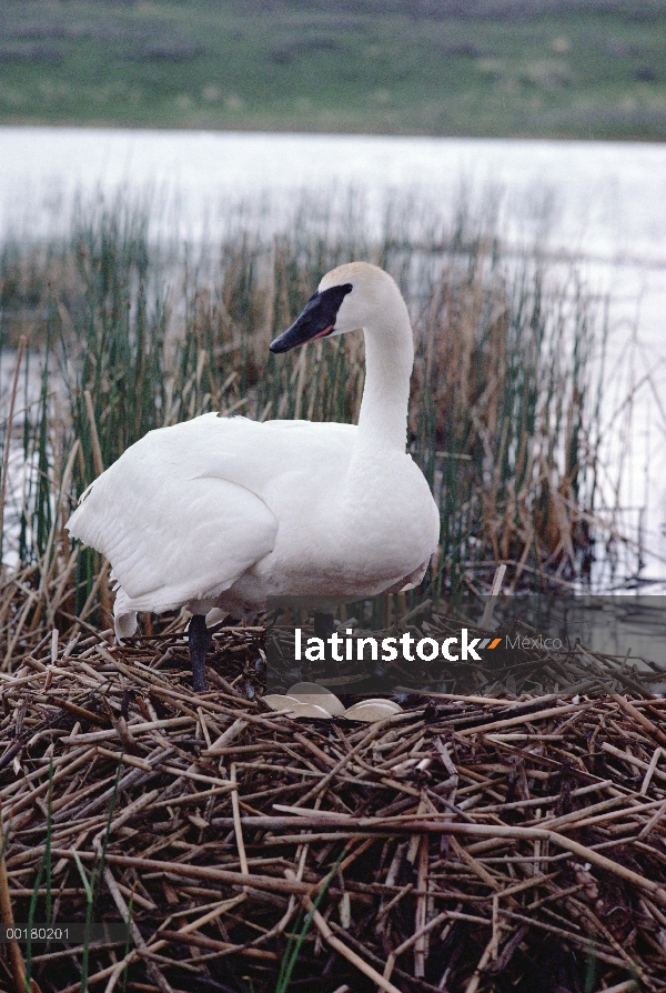 Cisne silbador (Cygnus columbianus) en el nido, Parque Nacional de Yellowstone, Wyoming