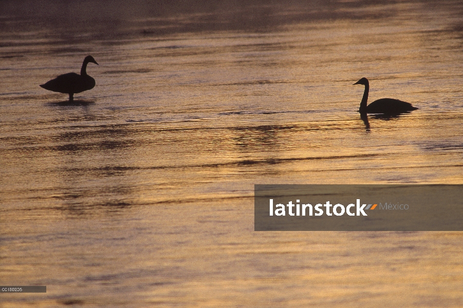 Pareja de Cisne Trompetero (Cygnus buccinator) en el lago al atardecer, América del norte