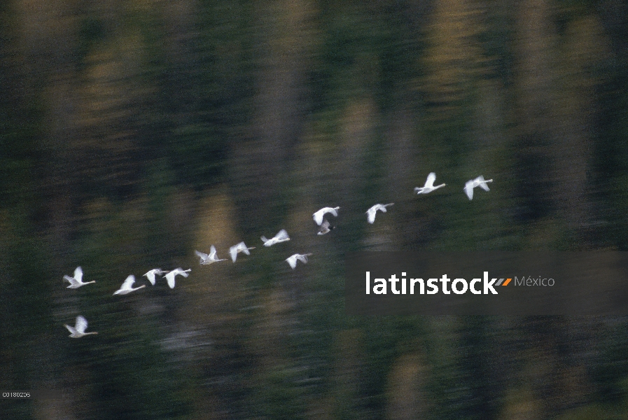 Cisne Trompetero (Cygnus buccinator) rebaño de vuelo durante la migración, América del norte