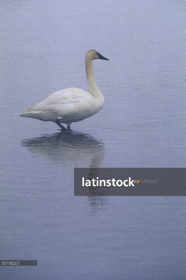 Cisne Trompetero (Cygnus buccinator) retrato en niebla, América del norte