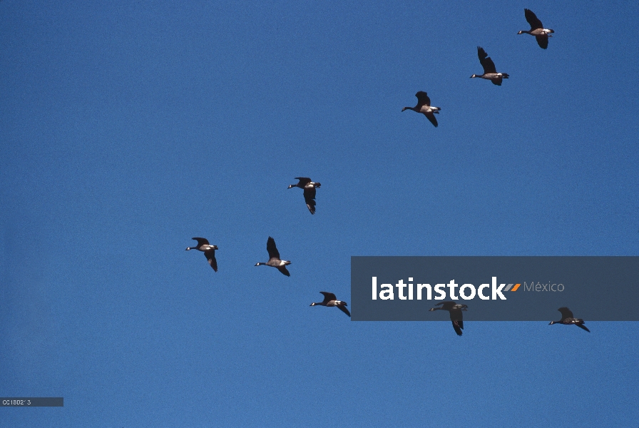 Barnacla Canadiense (Branta canadensis), el río Platte, Nebraska