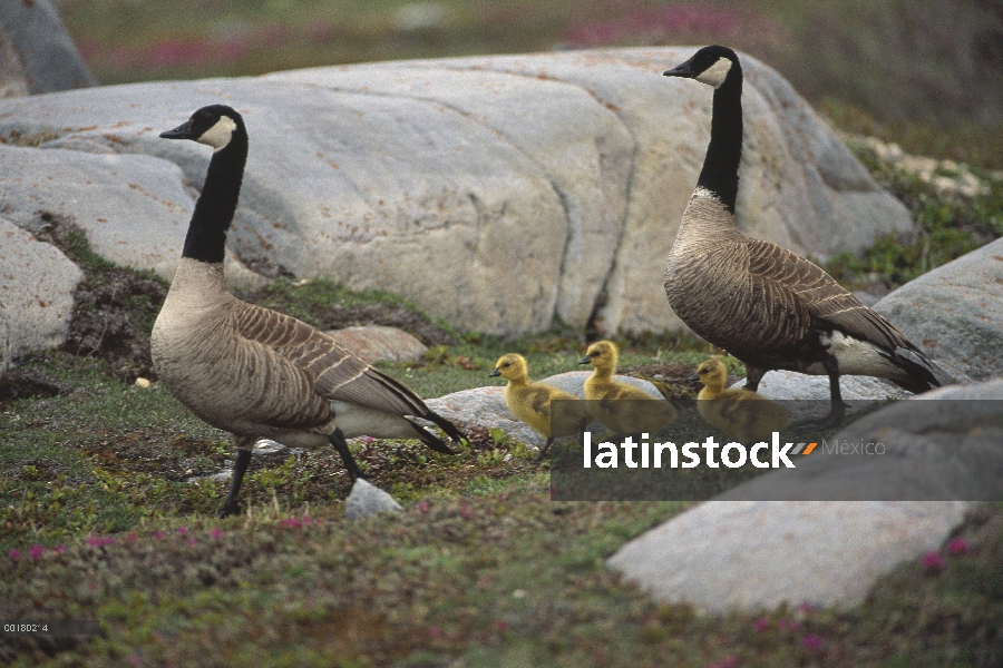 Los padres de Barnacla Canadiense (Branta canadensis) y tres pichones, Bahía de Hudson, Manitoba, Ca