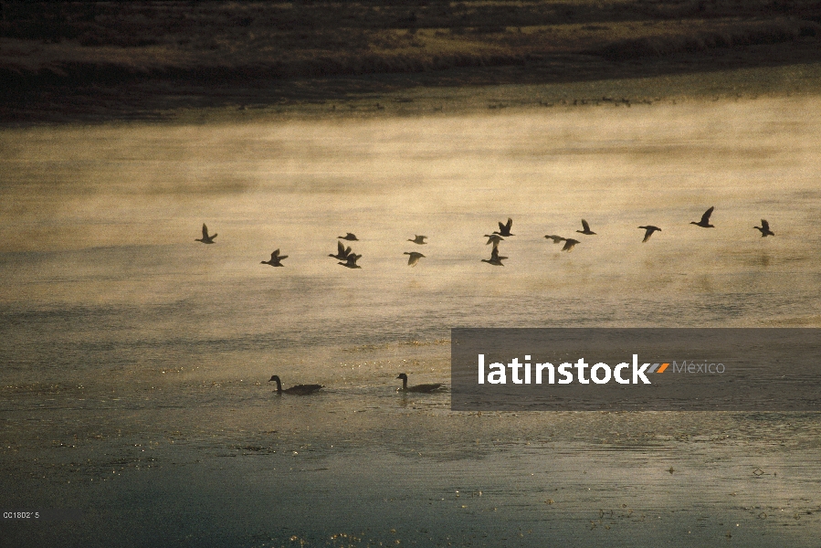 Barnacla Canadiense (Branta canadensis) bandada volando, misty lake, North America