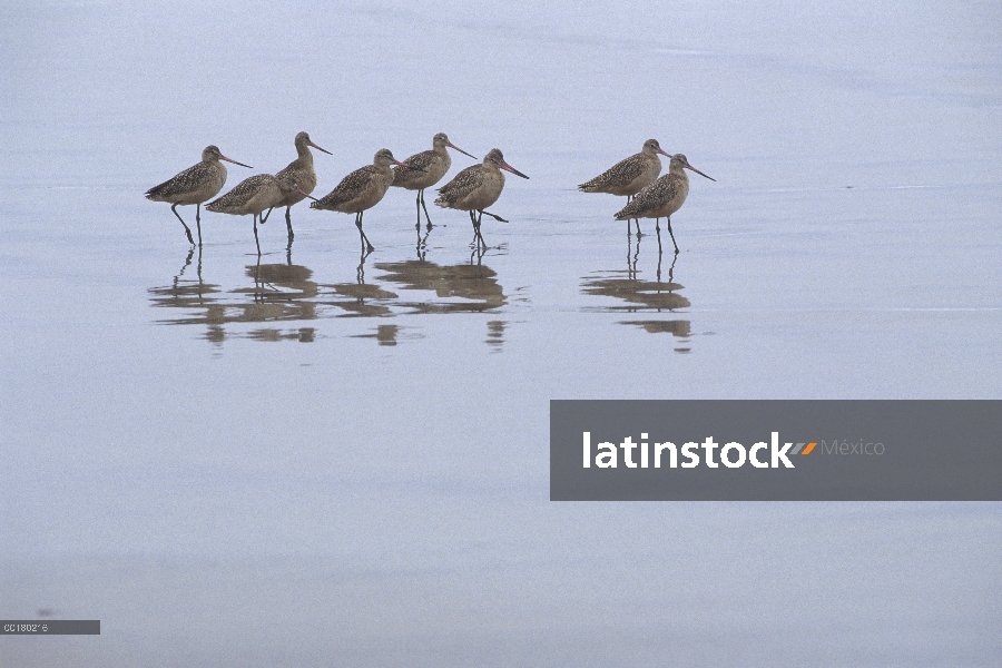 Grupo de aguja moteada (Limosa fedoa) mármol vadeando en aguas poco profundas, Ensenada, México