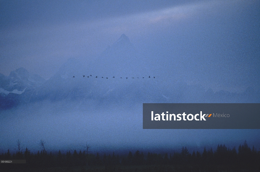 Grupo de Barnacla Canadiense (Branta canadensis) en niebla, Parque Nacional Grand Teton, Wyoming