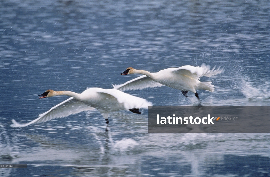 Cisne Trompetero (Cygnus buccinator) par tomar vuelo, Refugio Nacional de Elk, Jackson Hole, Wyoming